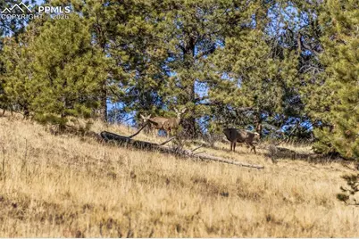 0 County Road 12, Florissant, CO 80816 - Photo 30
