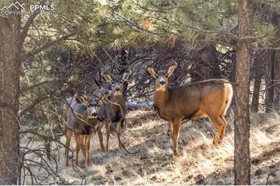 0 County Road 12, Florissant, CO 80816 - Photo 36