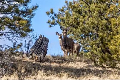 0 County Road 12, Florissant, CO 80816 - Photo 32