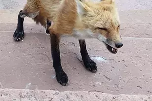 123 S Seventh St, Victor, CO 80860 - Photo 38