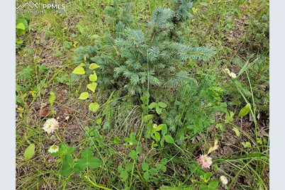 702 Lake Drive, Divide, CO 80814 - Photo 16