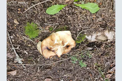 702 Lake Drive, Divide, CO 80814 - Photo 26