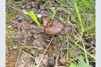 702 Lake Drive, Divide, CO 80814 - Photo 18