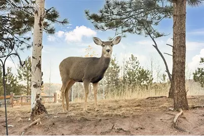 1157 Ptarmigan Drive, Woodland Park, CO 80863 - Photo 42