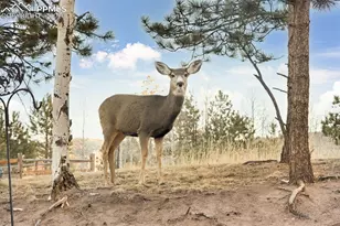 1157 Ptarmigan Dr, Woodland Park, CO 80863 - Photo 42