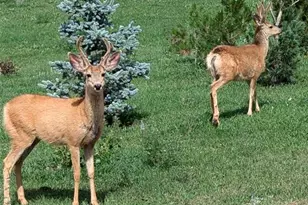 19150 White Pine Ln, Colorado Springs, CO 80908 - Photo 48