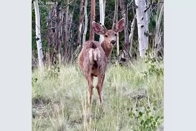 206 Emerald Way, Lake George, CO 80827 - Photo 22