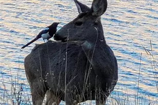 413 W Lake Dr, Divide, CO 80814 - Photo 48