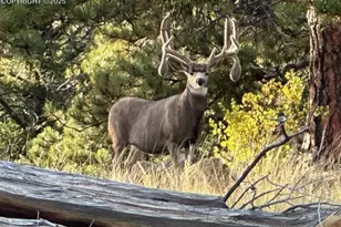 7275 Hwy 9, Guffey, CO 80820 - Photo 12