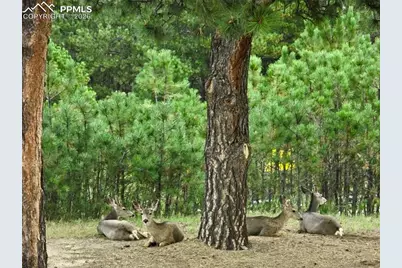 12855 Murphy Road, Elbert, CO 80106 - Photo 50