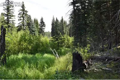 10223 Trail Creek Road, Florissant, CO 80816 - Photo 18