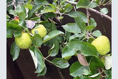 210 Mesa Avenue, Manitou Springs, CO 80829 - Photo 46