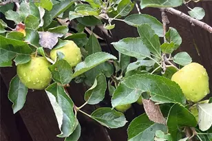 210 Mesa Ave, Manitou Springs, CO 80829 - Photo 46