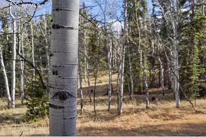 310 Ridge Road, Divide, CO 80814 - Photo 30