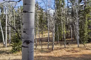 310 Co Rd 511, Divide, CO 80814 - Photo 30