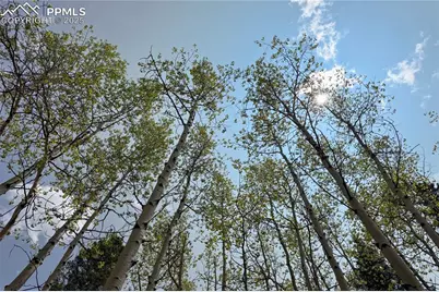 416 Willow Road, Divide, CO 80814 - Photo 12