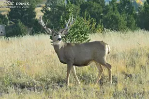 1434 N B St, Cripple Creek, CO 80813 - Photo 44