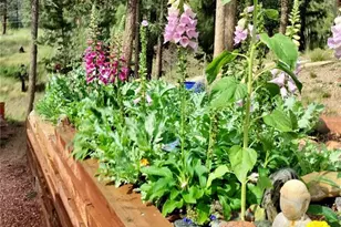 2988 Sunnywood Ave, Woodland Park, CO 80863 - Photo 32