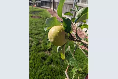 7497 Theresa Drive, Colorado Springs, CO 80925 - Photo 44