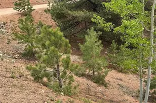 1600 Pikes Peak Dr, Divide, CO 80814 - Photo 1