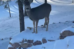 18890 Wing Tip Rd, Colorado Springs, CO 80908 - Photo 44