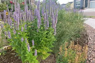 6639 Enclave Vista Loop, Colorado Springs, CO 80924 - Photo 46