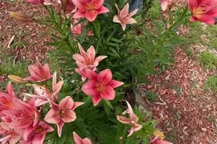 3978 Pronghorn Meadows Cir, Colorado Springs, CO 80922 - Photo 20