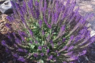 3978 Pronghorn Meadows Cir, Colorado Springs, CO 80922 - Photo 34