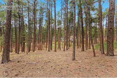 140 E Stirrup Trail, Monument, CO 80132 - Photo 10