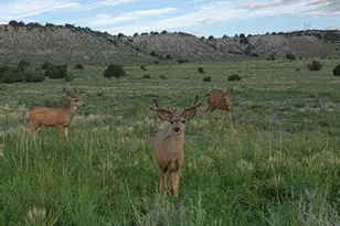18461 Hwy 115, Penrose, CO 81240 - Photo 42
