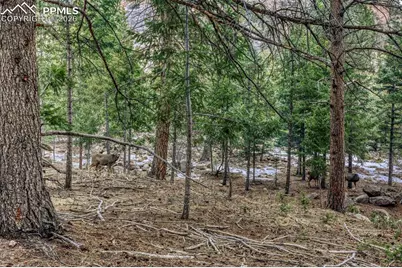 Rock Ridge Road, Palmer Lake, CO 80133 - Photo 4