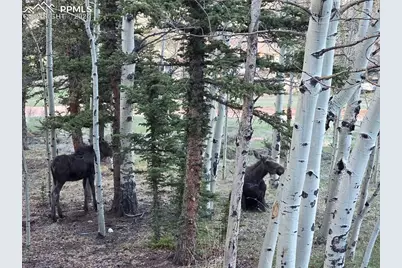 50 Worley Road, Divide, CO 80814 - Photo 38