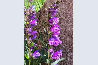 50 Worley Road, Divide, CO 80814 - Photo 34