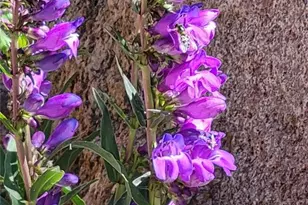 50 Worley Rd, Divide, CO 80814 - Photo 34