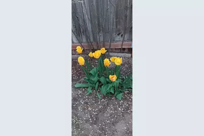 50 N Dartmouth Street, Colorado Springs, CO 80911 - Photo 44