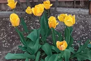 50 N Dartmouth St, Colorado Springs, CO 80911 - Photo 44