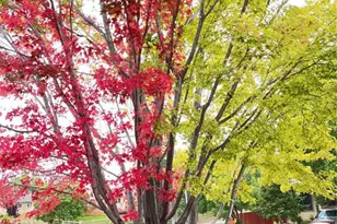 1310 Chesham Cir, Colorado Springs, CO 80907 - Photo 46