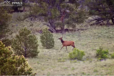 Tbd Highway 9, Guffey, CO 80820 - Photo 14
