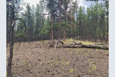 60 Pickens Road, Florissant, CO 80816 - Photo 6