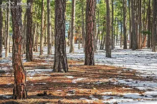 8265 Tannenbaum Rd, Colorado Springs, CO 80908 - Photo 42