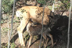 135 Lost Lake Pl, Divide, CO 80814 - Photo 30