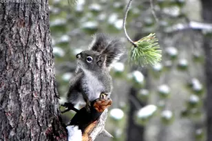 135 Lost Lake Pl, Divide, CO 80814 - Photo 28