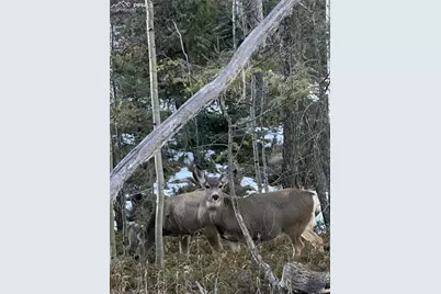 191 Nuaku Road, Florissant, CO 80816 - Photo 46