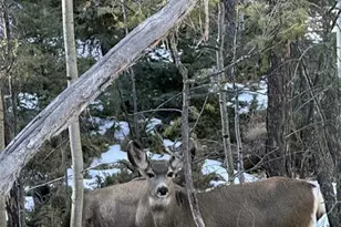 191 Nuaku Rd, Florissant, CO 80816 - Photo 46