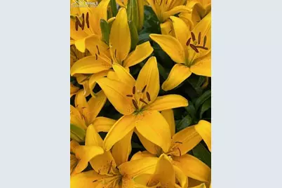 6645 Cache Drive, Colorado Springs, CO 80923 - Photo 46