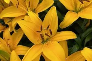 6645 Cache Dr, Colorado Springs, CO 80923 - Photo 46