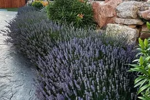 6645 Cache Dr, Colorado Springs, CO 80923 - Photo 42