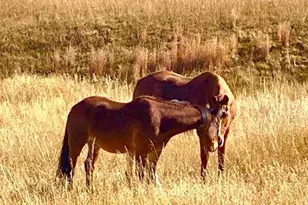 16835 E Goshawk Rd, Colorado Springs, CO 80908 - Photo 50