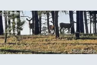 13395 Frank Road, Colorado Springs, CO 80908 - Photo 6