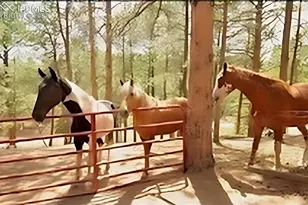 117 Rabbil Crk Trl, Florissant, CO 80816 - Photo 30